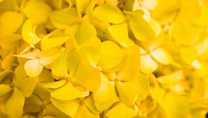 Yellow flowers close-up. Bouquet of colorful flowers. City flower beds, a beautiful and well-kept garden with flowering shrubs.