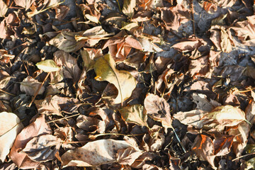 Brown dry leaves background in autumn