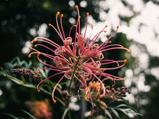 Grevillea flower