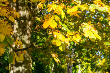 Close up of flowers in the great outdoors