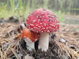 Fly agaric mushrooms in forest