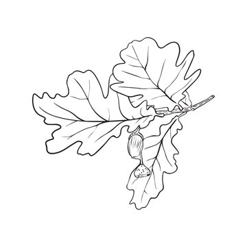 Hand drawn oak leaves composition, vector illustration on white background