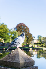 Pigeon in the foreground in the countryside during the daytime.