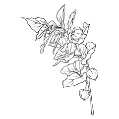 Physalis branch composition. Physalis vector illustration. Simple line drawing Superfood Physalis Tsiplukan Fruit