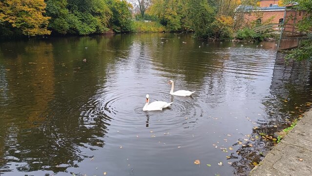 swan on the lake