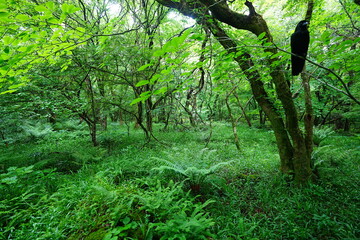 Fototapeta premium dense spring forest with fresh ferns and old trees