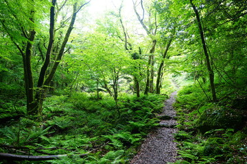 Obraz premium refreshing spring forest and path in the gleaming sunlight