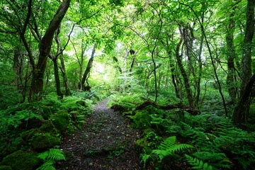 Fototapeta premium refreshing spring forest and path in the gleaming sunlight