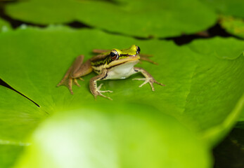 Close-up shot, one green frog sitting on a lotus leaf in natural water lily pond garden, looks at camera, fertile tropical ecology environment, wet swamp amphibian animal wildlife behavior in summer.