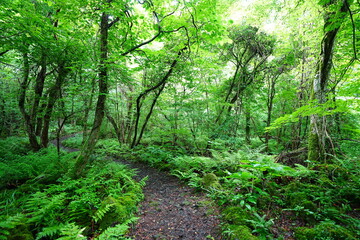 Obraz premium refreshing spring forest and fine path