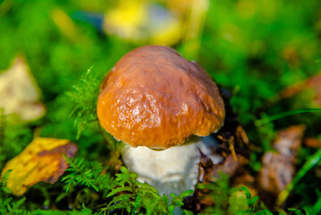 boletus mushroom growing in a pine forest
