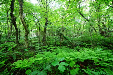 dense spring forest with fresh ferns and old trees