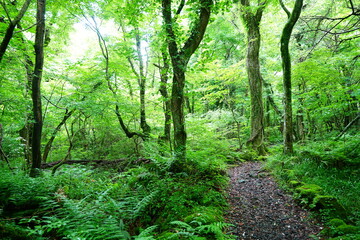 Obraz premium refreshing spring forest and path in the gleaming sunlight