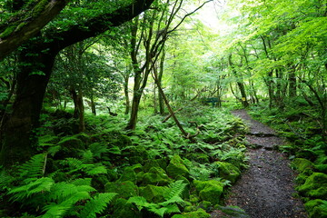 Obraz premium mossy rocks and fresh ferns in spring forest