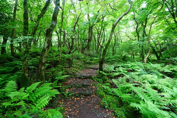 Obraz premium mossy rocks and fresh ferns in spring forest