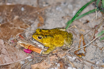 A large yellow toad sits on the ground
