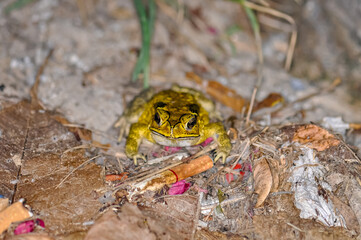 A large yellow toad sits on the ground