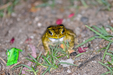 A large yellow toad sits on the ground
