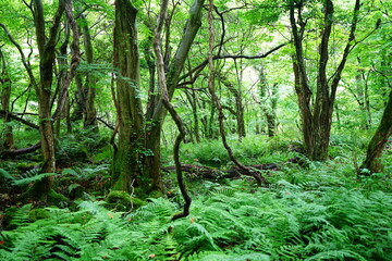 Obraz premium dense spring forest with fresh ferns and old trees
