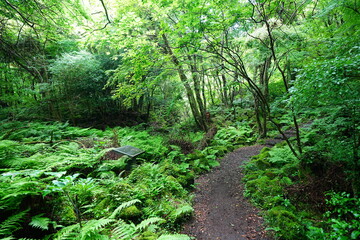 Fototapeta premium refreshing spring forest and fine path
