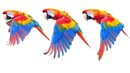 Obraz premium Colorful Macaws Flying in Formation Against a Transparent Background Generative AI