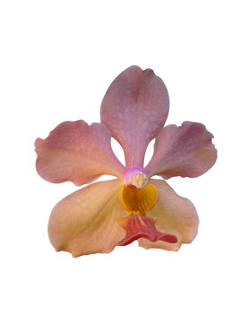 Papilionanda Josephine van Brero isolated on white background.