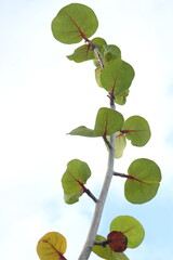 Branch and green leaves of Seagrape or Seaside grape growth up and blue sky with white cloud background.