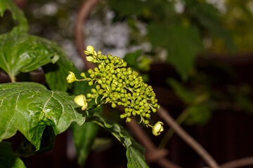 Viburnum buds at the beginning of flowering