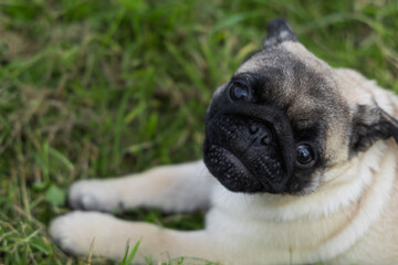 Obraz premium pug puppy for a walk in the park