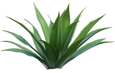 Obraz premium High-Quality PNG of clump cactus palm tree leaf Isolated on White Background – High Resolution