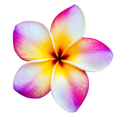 Fototapeta premium High-Quality PNG of frangipani flower isolate and save as to PNG file – High Resolution