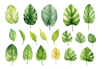watercolor vector Set of tropical leaves. Variety. Ornamental plants. Banana leaves. Transparent background