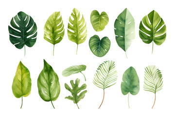 watercolor vector Set of tropical leaves. Variety. Ornamental plants. Banana leaves. Transparent background