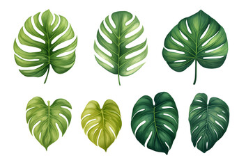 watercolor vector Set of tropical leaves. Variety. Ornamental plants. Banana leaves. Transparent background