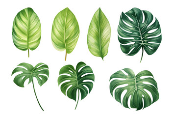 watercolor vector Set of tropical leaves. Variety. Ornamental plants. Banana leaves. Transparent background