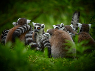 Family of catta lemurs in nature