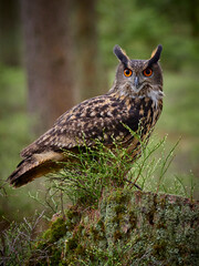Eurasian eagle owl (bubo bubo) in spring forest
