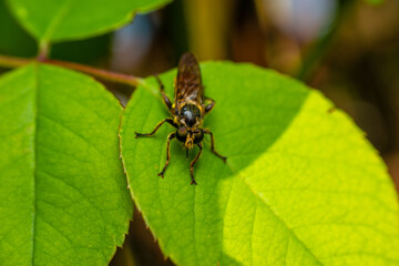 Fototapeta premium fly on leaf