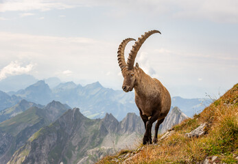 Steinbock im Alpstein