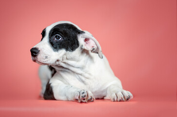 Staffordshire Terrier puppy lying on a coral studio background