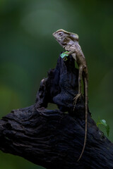 Bighead anole (Norops capito) resting on a tree trunk, Costa rica.