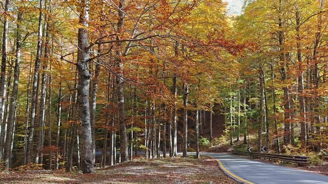 View of mountain road in the autumn forest with colored leaves of beech trees