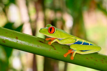 Red-eyed tree frog (Agalychnis callidryas) sitting on a branch, Costa Rica.