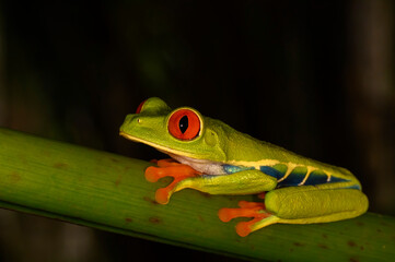 Red-eyed tree frog (Agalychnis callidryas) sitting on a branch at nighttime, Costa Rica.