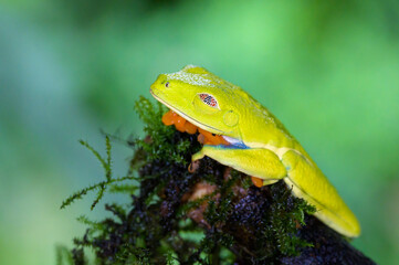 Red-eyed tree frog (Agalychnis callidryas) sleeping on a branch with moss and close eyes, Costa Rica.