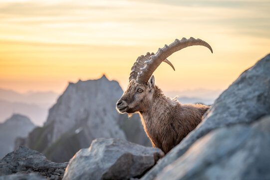 Steinbock bei Sonnenaufgang