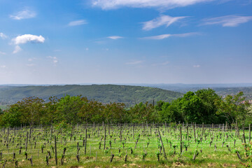 Obraz premium A field of grape vines with a clear blue sky in the background