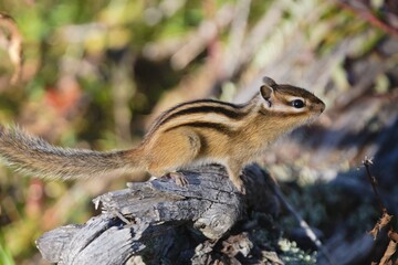 Small beautiful chipmunk in the forest on a tree