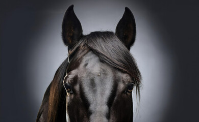 close up the eyes of a realistic horse head the horse model a realistic detailed black coat