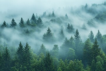 Fog Background in Nature